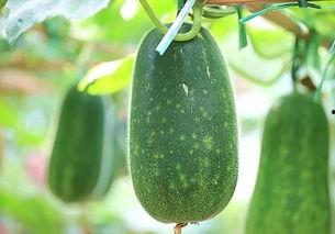 扶手瓜可以吃种子吗,美味与营养的双重享受