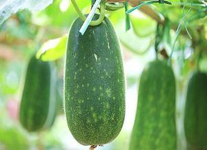 扶手瓜可以吃种子吗,美味与营养的双重享受