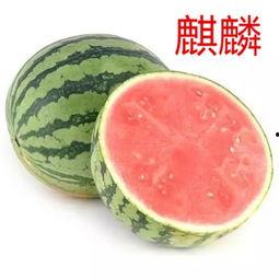 免费吃瓜的方法,轻松享受美食盛宴