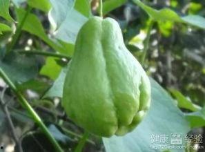 杭州吃佛手瓜,佛手瓜的独特风味之旅