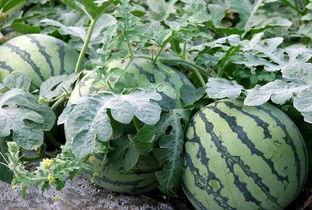 什么瓜不是吃的不是吃的,那些不是吃的“瓜”背后的故事