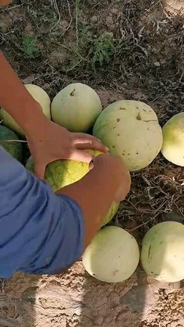 什么瓜不是吃的不是吃的,那些不是吃的“瓜”背后的故事