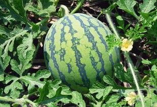 吃辣瓜的视频,揭秘吃辣瓜视频背后的惊人真相