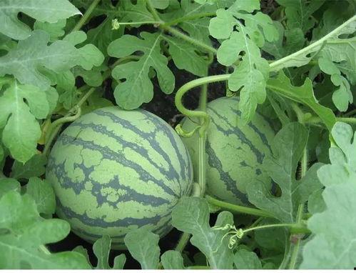 潇潇吃瓜后续,揭秘娱乐圈风云再起