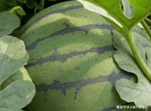 吃瓜系统鹤云间24,揭秘吃瓜系统的神秘世界