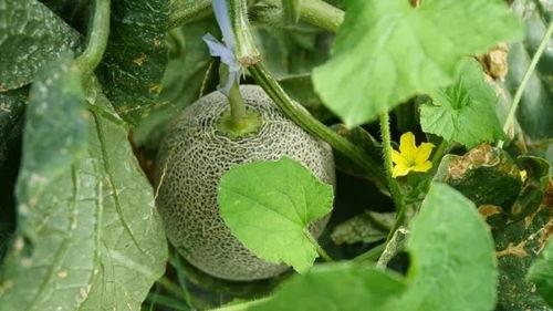 带你吃瓜奇葩夏天,带你领略那些“吃瓜”奇葩事件