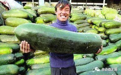 我爱吃瓜吃自己的瓜,揭秘“我爱吃瓜吃自己的瓜”的独特魅力