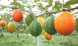 吊瓜怎么吃吊瓜,教你轻松解锁吊瓜食用新境界