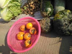 怎样吃丑瓜,解锁健康与美味的双重享受