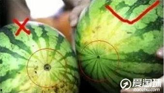 雾中吃瓜,一场别开生面的美食体验之旅