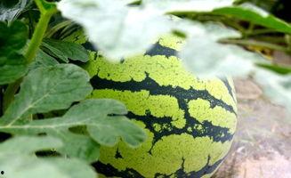 看瓜和吃瓜诗句大全,看瓜与吃瓜的诗意描绘