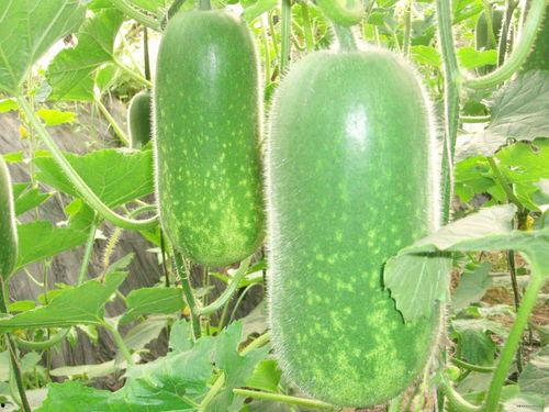 阿銮吃瓜,揭秘娱乐圈背后的那些事儿