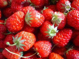 草莓吃瓜全文,一场甜蜜与幽默交织的美食冒险之旅