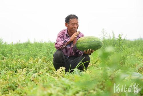 吃瓜网的邢台瓜,揭秘吃瓜网上的热门话题与幕后故事