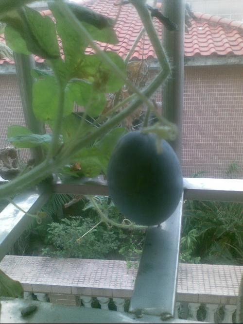 深圳阳台吃瓜,夏日吃瓜时光的悠闲画卷