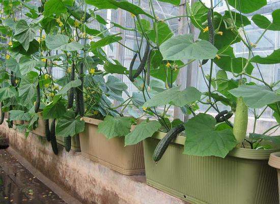 深圳阳台吃瓜,夏日吃瓜时光的悠闲画卷