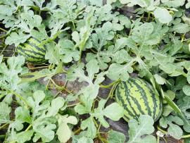 户子瓜怎么吃,从家常到创意，解锁美味新境界