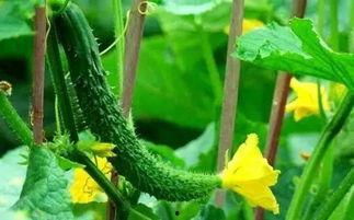 彩瓜叶可以吃吗,揭秘其食用价值与食用方法