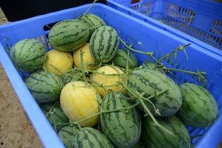 好看的吃瓜群,网络社交新潮流