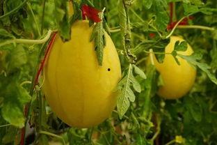 好看的吃瓜群,网络社交新潮流