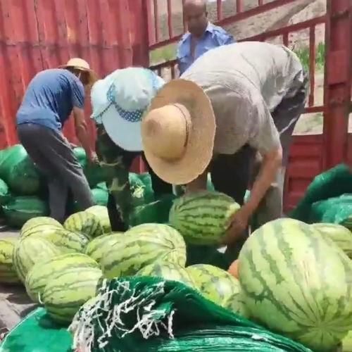 石狮凤凰城吃瓜