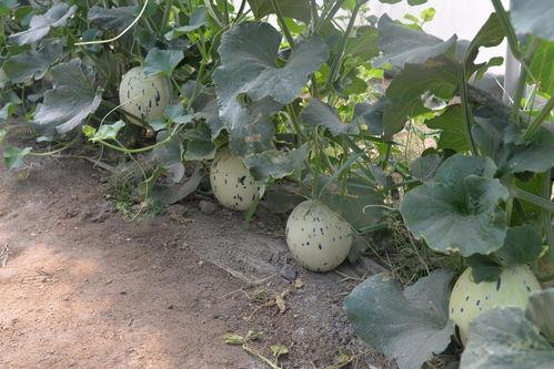 石狮凤凰城吃瓜