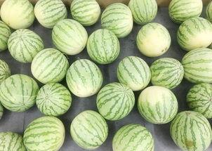 吃瓜群众瓜棚吃瓜,吃瓜群众的欢乐时光