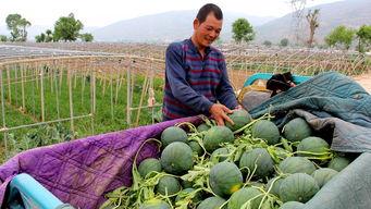 吃瓜群众瓜棚吃瓜,吃瓜群众的欢乐时光