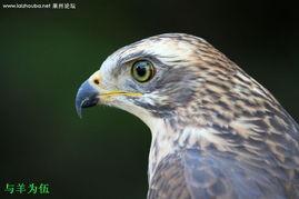 吃瓜酱大头鹰切片,一场味蕾与视觉的盛宴