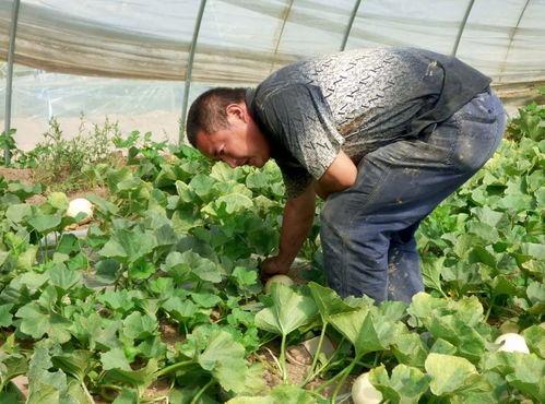 上蔡吃瓜比赛,吃瓜大赛欢乐上演