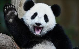 吃瓜熊猫酱,揭秘娱乐圈的甜蜜与苦涩