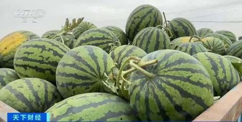 交城吃瓜什么意思,一场网络热词背后的文化现象