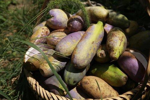 永泰吃瓜比赛,一场舌尖上的狂欢盛宴