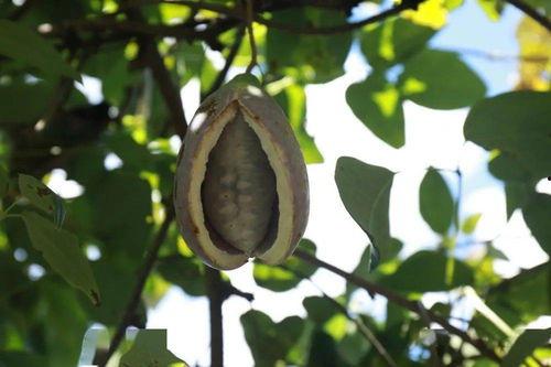 永泰吃瓜比赛,一场舌尖上的狂欢盛宴