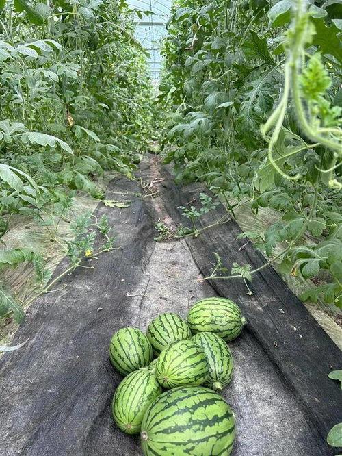 武汉的吃瓜,探寻这座城市的美食奥秘
