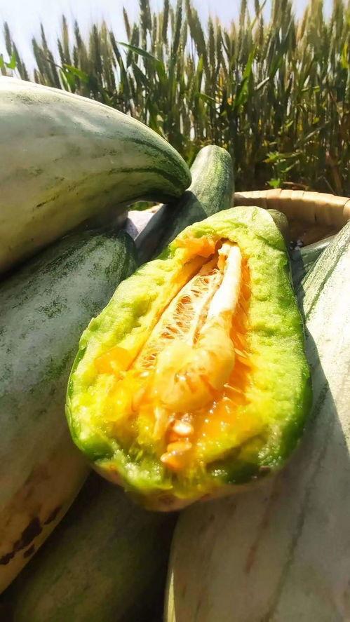 安静吃瓜图片图文,品味生活瞬间