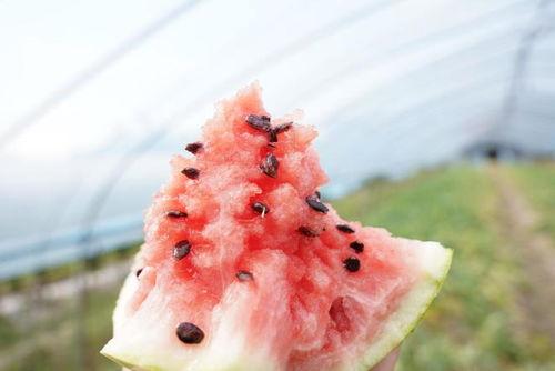 吃瓜女孩盲盒,惊喜与期待并存