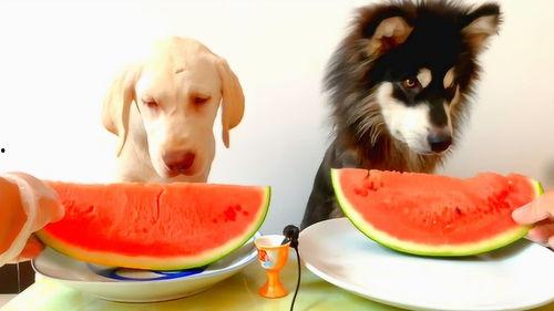 吃宠物的瓜,揭秘吃宠物的惊人真相与争议