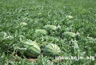 梦见吃地仙瓜,探寻地仙瓜的神秘传说