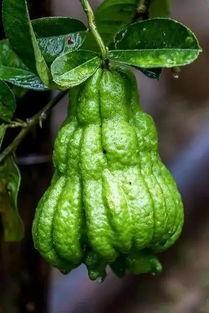 惊竹娇吃瓜,揭秘娱乐圈背后的那些事儿