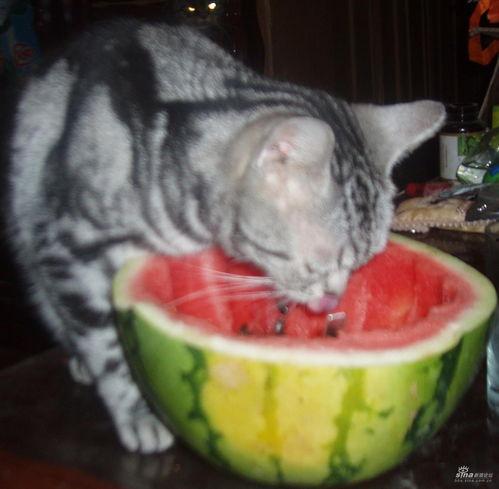 小猫吃瓜头像,小猫吃瓜头像萌态百出